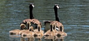 Healing Family Traumas: The Power of Professional Counseling Services