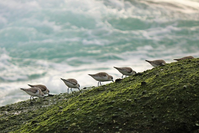 family mediation California