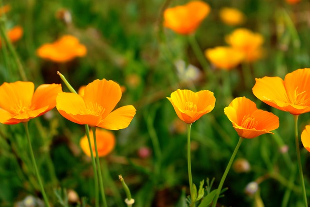 family mediation California
