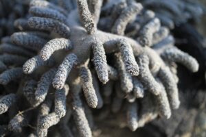 Deep Cleaning Revolution: Citrus Bright’s Intensive Approach to Allergen-Free Carpets