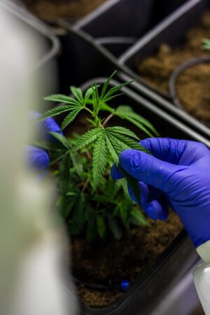 Discover Full Spectrum CBD: Non-Psychoactive Options and Their Benefits