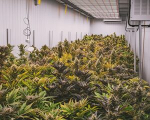 Unlocking Wellness with Precise Full Spectrum CBD Tincture Dosage