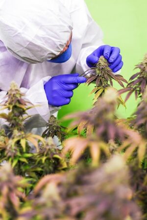 Unlocking Benefits: Full Spectrum CBD Tinctures for Ultimate Wellness
