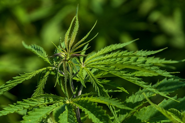 Full Spectrum Hemp Oil
