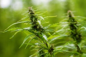Unlocking Wellness with Full Spectrum Hemp Oil’s Entourage Effect