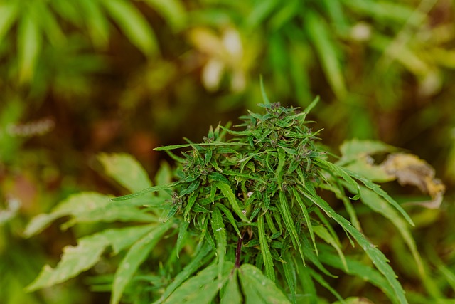 Full Spectrum Hemp Oil
