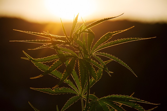 Full Spectrum Hemp Oil