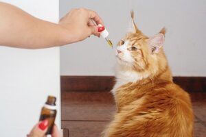 Full Spectrum Hemp Oil: Natural Anxiety Relief and Science-Backed Benefits