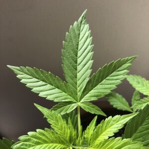 Unlocking Potential: Full Spectrum Hemp Oil with THC Explained