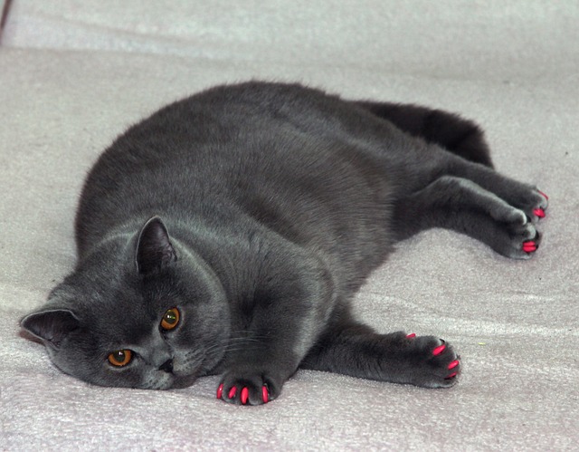 Gilbert fat reduction