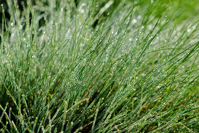 green roofing systems near me