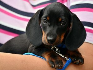 Keep Your Furry Friend Warm: A Guide to Heated Dog Houses