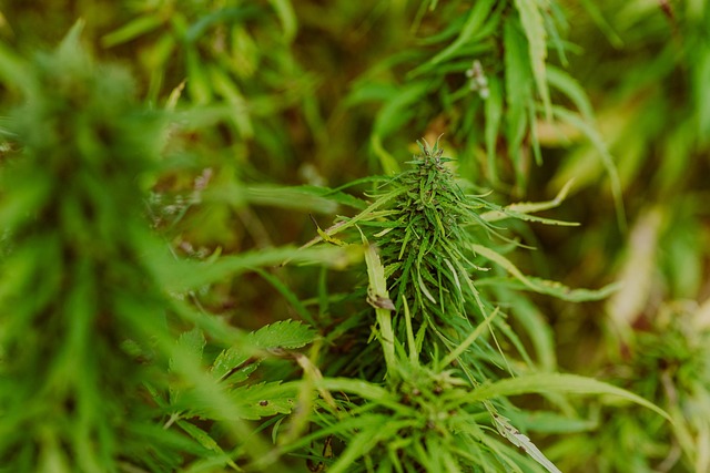Hemp Terpenes for Sale