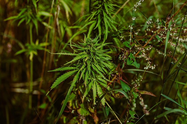 Hemp Terpenes for Sale