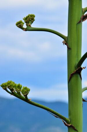 Unlock Relaxation: Exploring Hemp Terpenes and Their Benefits