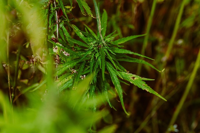 Hemp Terpenes for Sale