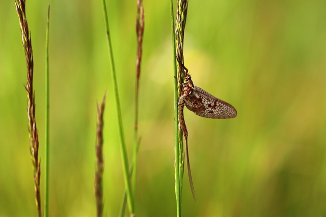 insect control services