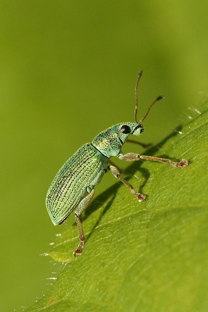 insect control services