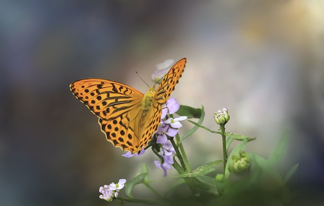insect control services