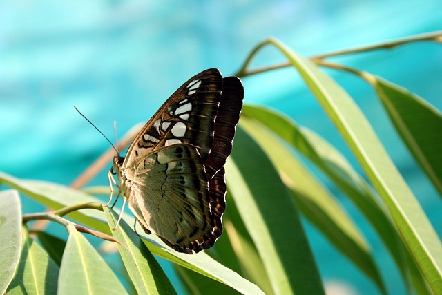 insect control services