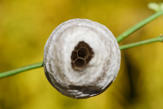insect control services