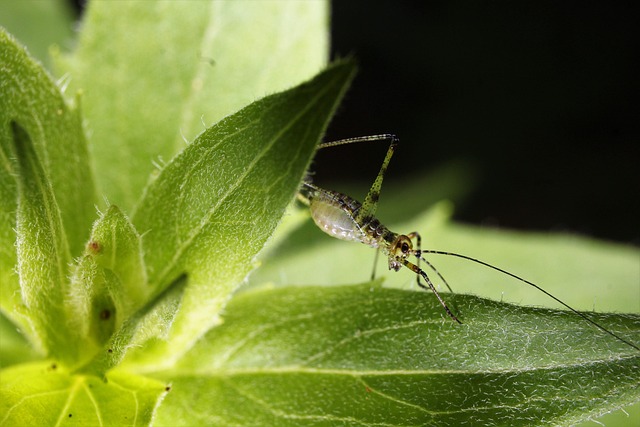 insect control services