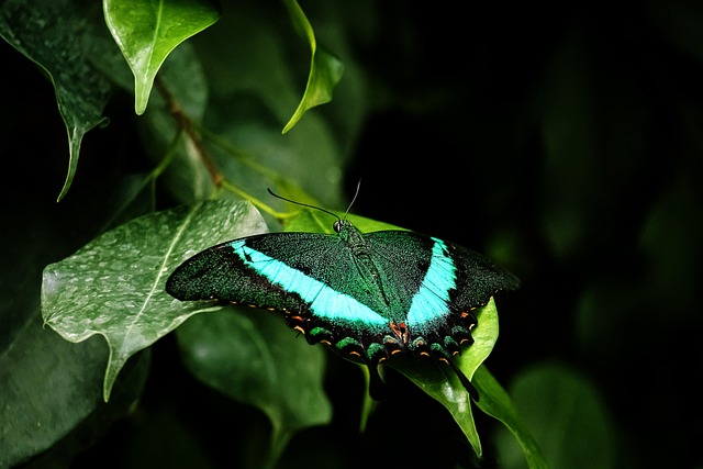 insect control services