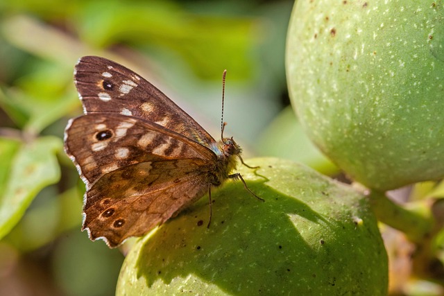 insect control services