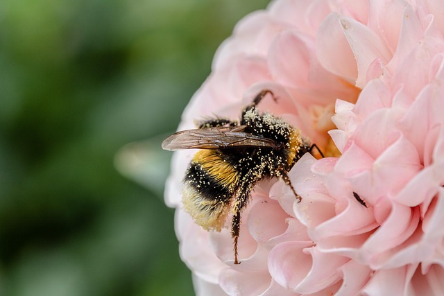insect control services