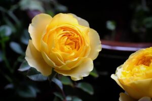 Acupuncture for IVF & Natural Conception: Holistic Support for Fertility Success