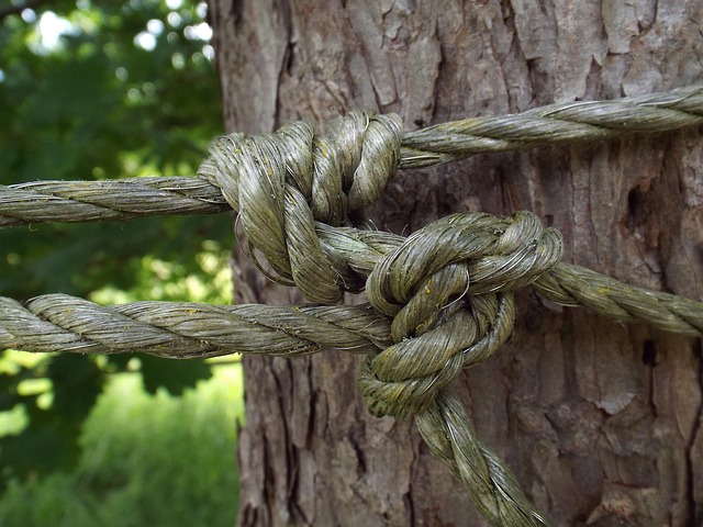 Link Building