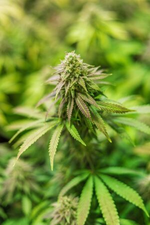 Unlocking Potential: Full Spectrum vs Isolate CBD Tinctures for Optimal Wellness
