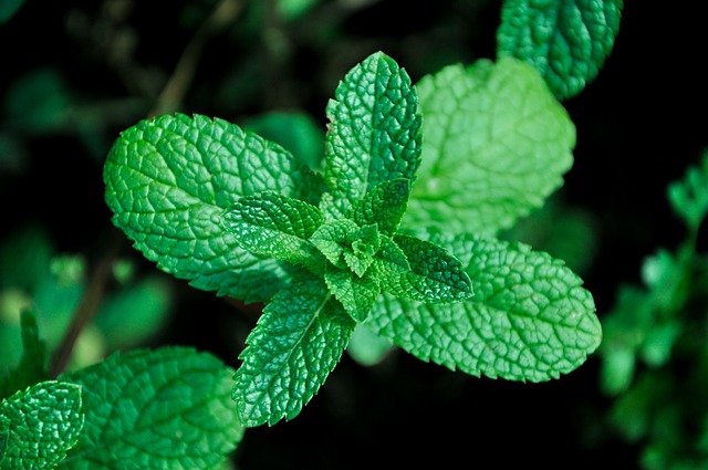 Mint Flavored CBD Tincture