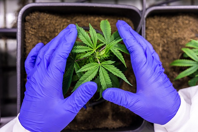 Mint Flavored CBD Tincture