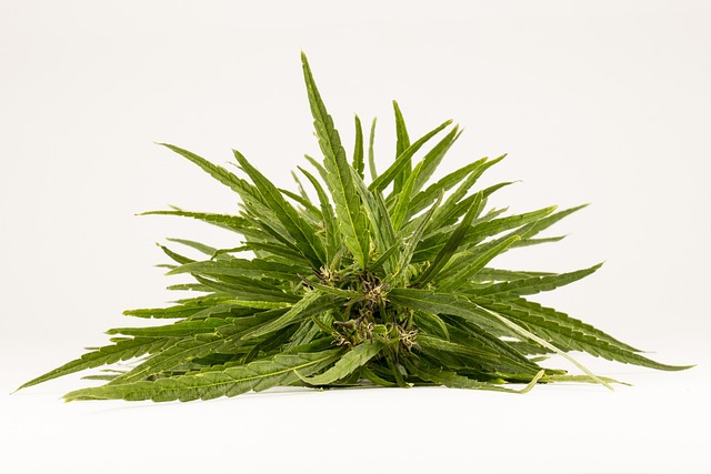 Morpheus8 Treatment Duration