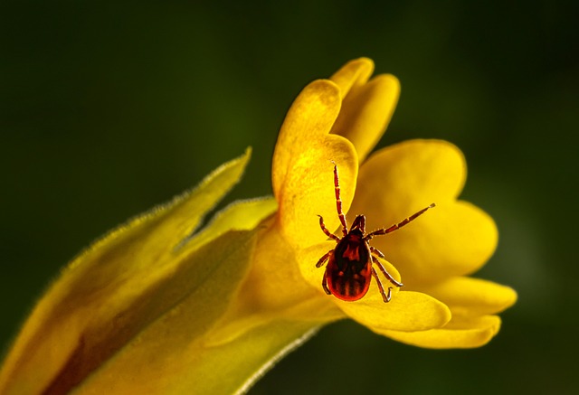 mosquito and tick control