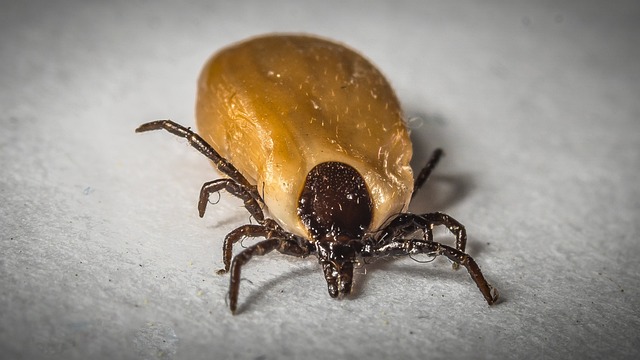 mosquito and tick control