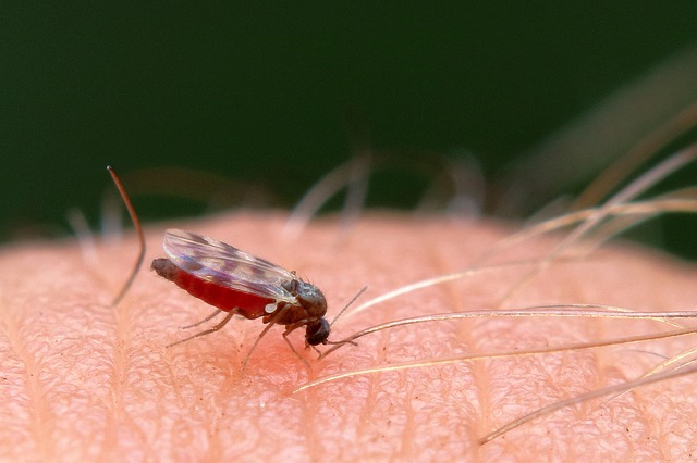 mosquito and tick control
