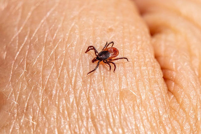mosquito and tick control