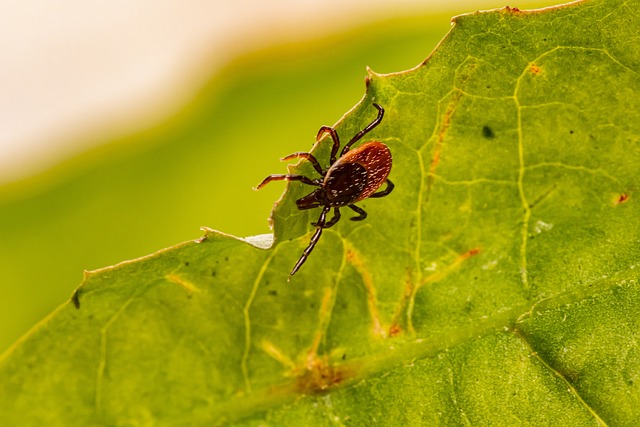 mosquito and tick control