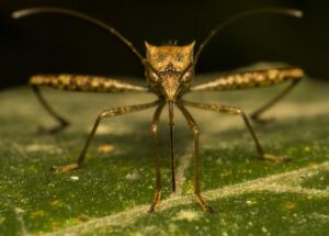 mosquito-and-tick-control-640x480-3857368.jpeg