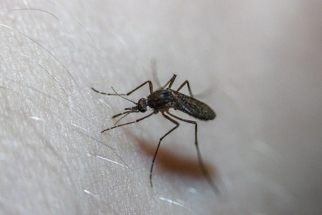 mosquito and tick control