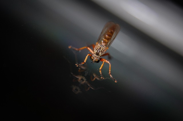 mosquito and tick control