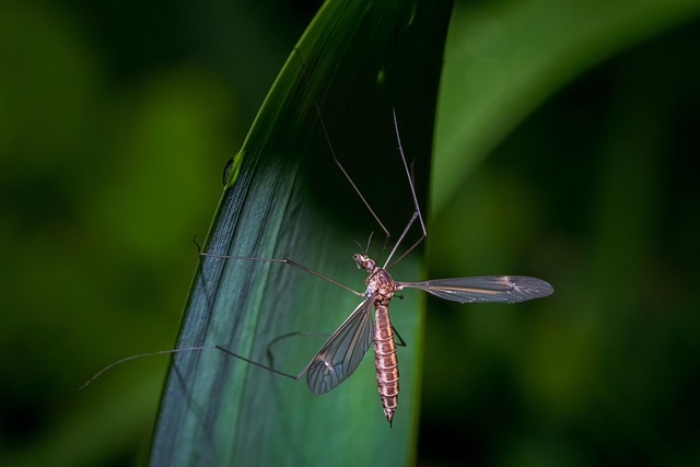 mosquito and tick control