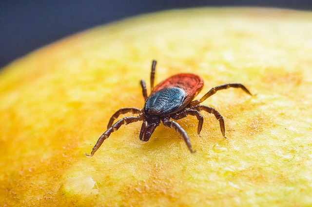 mosquito and tick control