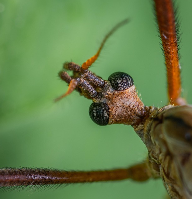 mosquito and tick control