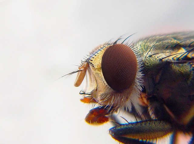 mosquito and tick control