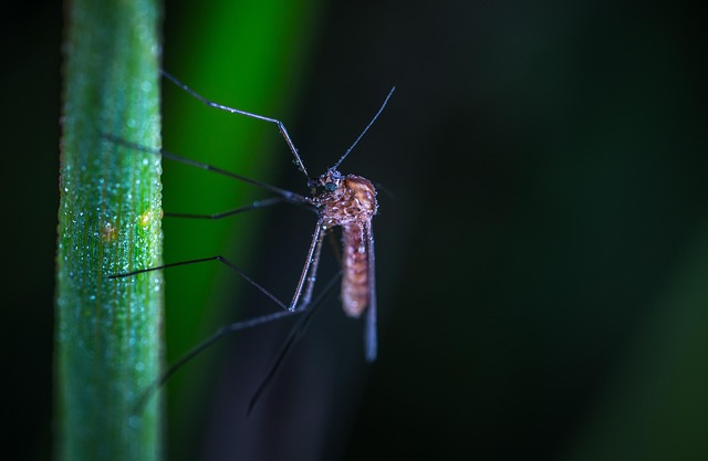 mosquito and tick control
