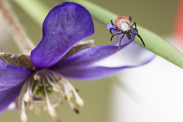 mosquito and tick control