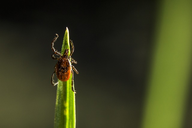 mosquito and tick control